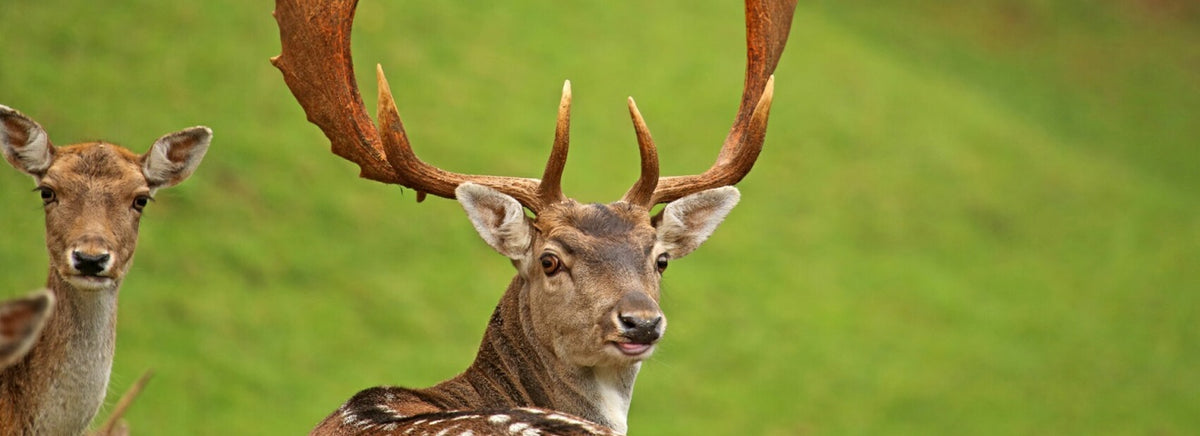 Damhirsch und weibliches Damwild im Gehege von Gut Reideben
