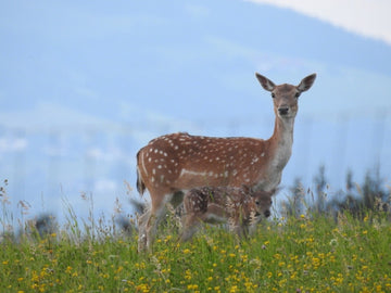 BIO Damwild im naturnahen Gehege von Gut Reideben im Lavanttal